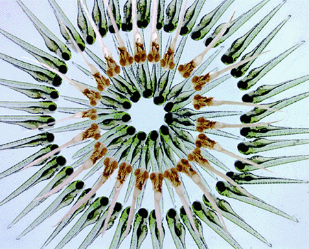 Figure 1: Live zebrafish embryos stained for hemoglobin...